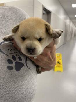 SHILOH -  Beagle Dog for Adoption in Indianapolis, Indiana - SHILOH | PetCurious
