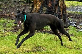 Black Kelly (Tess) -  Greyhound Dog for Adoption in Tarpon Springs, Florida - Black Kelly (Tess) | PetCurious