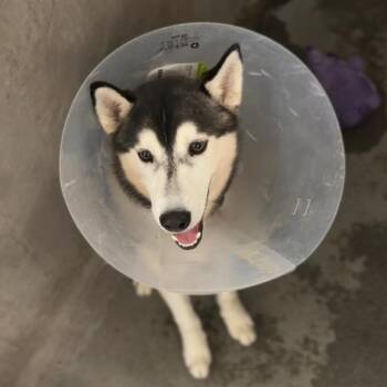 Dale Cooper A2281961 -  Siberian Husky and None Dog for Adoption in Los Angeles, California - Dale Cooper A2281961 | PetCurious