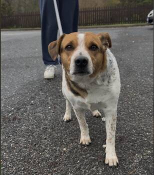 Beagle Dogs Available for Adoption in Wantagh, New York - Wilma | PetCurious