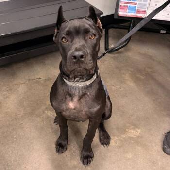 Boogs -  Cane Corso Dog for Adoption in Tampa, Florida - Boogs | PetCurious