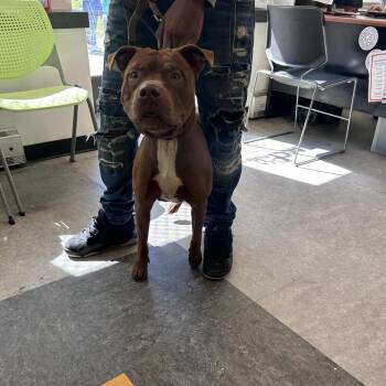 Choco -  Pit Bull Terrier Dog for Adoption in Philadelphia, Pennsylvania - Choco | PetCurious