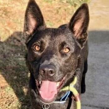 Australian Kelpie Dogs Available for Adoption in Newport Beach, California - Dex | PetCurious