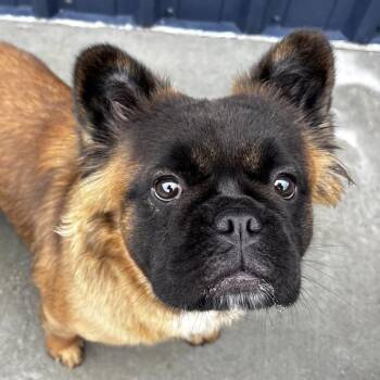 Foxy -  French Bulldog Dog for Adoption in Northbrook, Illinois - Foxy | PetCurious