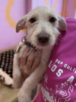 Kevin -  Terrier and Dachshund Dog for Adoption in Pasadena, California - Kevin | PetCurious