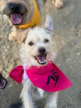 Muffin-One of our Amazing Rescue Dogs -  Border Terrier and Brussels Griffon Dog for Adoption in Carlsbad, California - Muffin-One Of Our Amazing Rescue Dogs | PetCurious