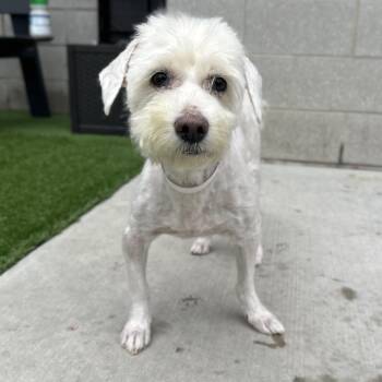 Max -  Mixed Breed Dog for Adoption in Matteson, Illinois - Max | PetCurious