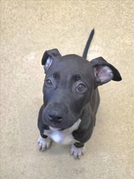 OTIS -  Pit Bull Terrier and Mixed Breed Dog for Adoption in Derwood, Maryland - OTIS | PetCurious