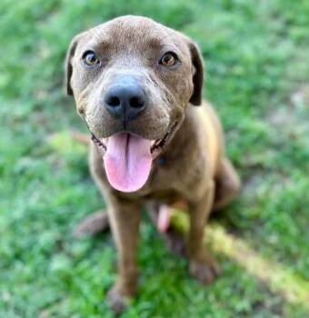 Rescue Labrador Retriever Dogs for Adoption in Riverside, California - TEDDY | PetCurious