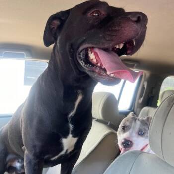 Pit Bull Terrier Dogs Available for Adoption in Philadelphia, Pennsylvania - Bruno Uno | PetCurious