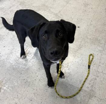 Sirius -  Labrador Retriever Dog for Adoption in Salt Lake City, Utah - Sirius | PetCurious