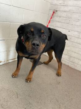 Rescue Rottweiler Dogs for Adoption in San Bernardino, California - FREIDA | PetCurious