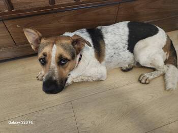 Rescue Australian Cattle Dog Blue Heeler and Beagle Dogs for Adoption in Elk Grove, California - Gigi | PetCurious