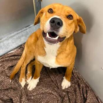 Murphy -  Mixed Breed Dog for Adoption in Murray, Utah - Murphy | PetCurious