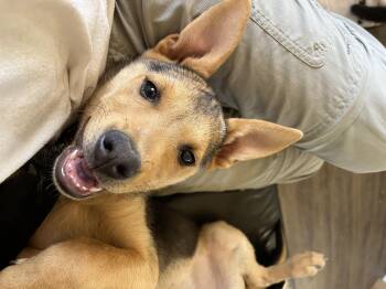Rescue Chihuahua and Cattle Dog Dogs for Adoption in Chinle, Arizona - Maggie May | PetCurious