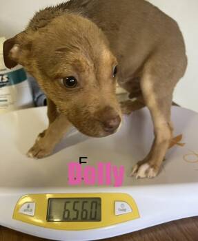 Pit Bull Terrier and Jack Russell Terrier Dogs Available for Adoption in Irwin, Pennsylvania - Dolly | PetCurious