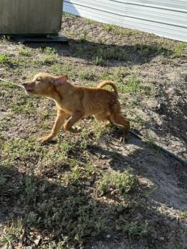 Biscuit -  Hound and Labrador Retriever Dog for Adoption in Crescent City, Florida - Biscuit | PetCurious