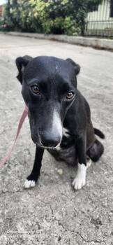 Labrador Retriever Dogs Available for Adoption in San Antonio, Texas - ARIA | PetCurious