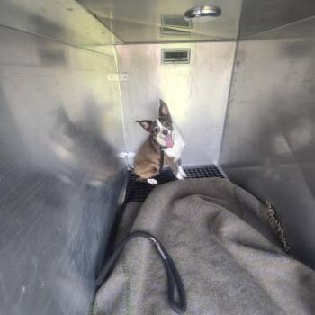 Roxy -  Chihuahua Dog for Adoption in Philadelphia, Pennsylvania - Roxy | PetCurious