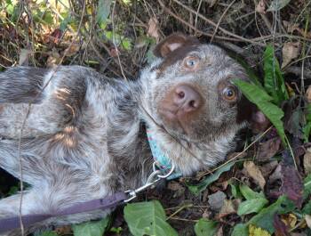 Rescue Australian Cattle Dog Blue Heeler Dogs for Adoption in Tomah, Wisconsin - Cajun | PetCurious