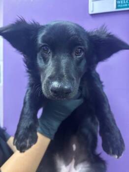 Mixed Breed Dogs Available for Adoption in El Paso, Texas - 61064137 | PetCurious