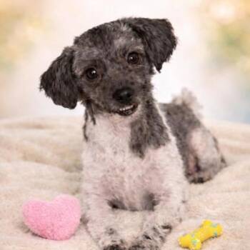 Maltese Dogs Available for Adoption in Orland Hills, Illinois - Midge  | PetCurious