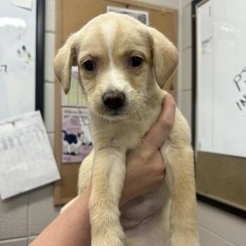 Maple -  Mixed Breed Dog for Adoption in Huntsville, Alabama - Maple | PetCurious