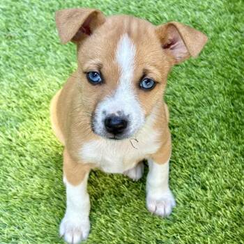 Mixed Breed Dogs Available for Adoption in Sonoma, California - Duke | PetCurious