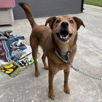 Mixed Breed Dogs Available for Adoption - Kingston | PetCurious