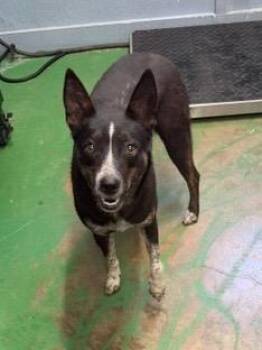 Australian Cattle Dog Blue Heeler Dogs Available for Adoption in Brookhaven, Mississippi - Madea 26 | PetCurious
