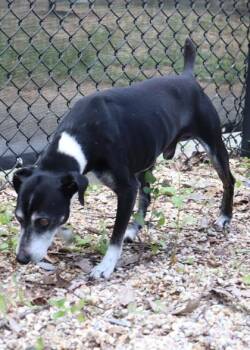 Hemingway -  Chihuahua and Mixed Breed Dog for Adoption in New Orleans, Louisiana - Hemingway | PetCurious