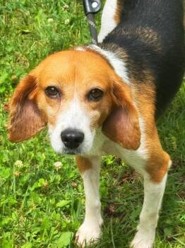 Beagle Dogs Available for Adoption in Meherrin, Virginia - Ducky | PetCurious