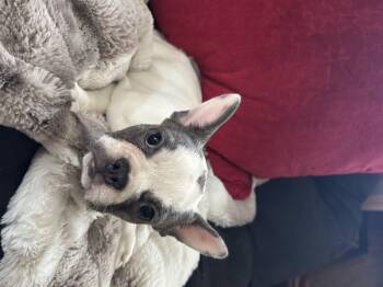 French Bulldog Dogs Available for Adoption in North Freedom, Wisconsin - Gracie  | PetCurious