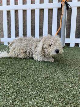 Poodle and Mixed Breed Dogs Available for Adoption in Modesto, California - A609728 | PetCurious
