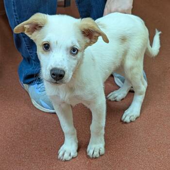 Blitz -  Australian Shepherd and Pomsky Dog for Adoption in Accident, Maryland - Blitz | PetCurious