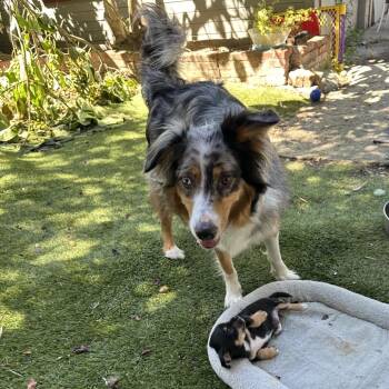 LEIA -  Australian Shepherd Dog for Adoption in Richmond, California - LEIA | PetCurious