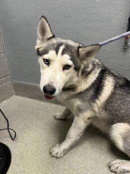 Rescue Siberian Husky Dogs for Adoption in Las Vegas, Nevada - DAISY | PetCurious