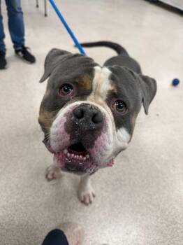 Blue -  American Bully Dog for Adoption in Teterboro, New Jersey - Blue | PetCurious