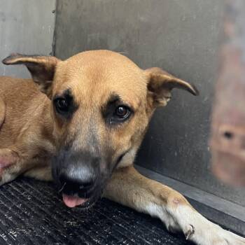 Cubone -  Shepherd Dog for Adoption in Edinburg, Texas - Cubone | PetCurious
