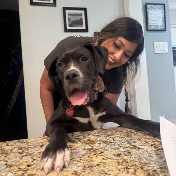 Duchess -  Neapolitan Mastiff and Great Dane Dog for Adoption in Claremont, California - Duchess | PetCurious