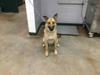 Rescue German Shepherd Dog Dogs for Adoption in Thousand Palms, California - ZEUS | PetCurious