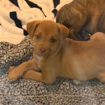 Luna -  Mixed Breed Dog for Adoption in Bedford, New Hampshire - Luna | PetCurious