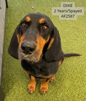 Dixie -  Coonhound Dog for Adoption - Dixie | PetCurious