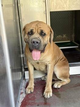 HERCULES -  Bullmastiff Dog for Adoption in Redlands, California - HERCULES | PetCurious
