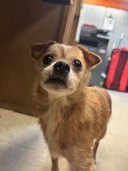 Chihuahua and Mixed Breed Dogs Available for Adoption in Scottsbluff, Nebraska - Cheddar | PetCurious