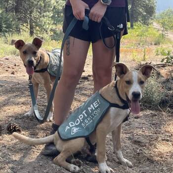 Mr. Wilson -  Mixed Breed Dog for Adoption in Reno, Nevada - Mr. Wilson | PetCurious