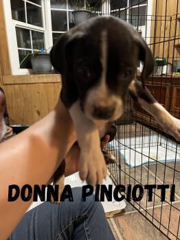 Rescue Mixed Breed Dogs for Adoption in Klamath Falls, Oregon - Donna Pinciotti | PetCurious