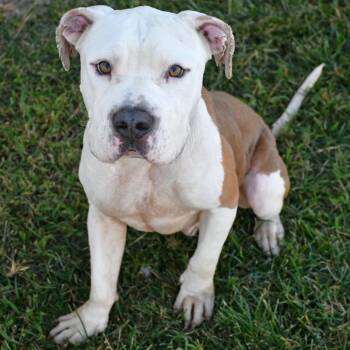 Rescue Pit Bull Terrier Dogs for Adoption in Eagle, Idaho - Nugget **Courtesy Post. Out Of Town Pet. See Below For Details** | PetCurious