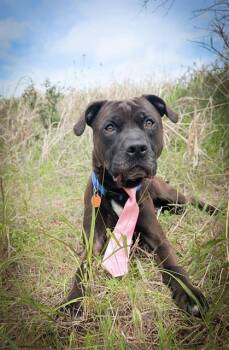 Pit Bull Terrier and Mixed Breed Dogs Available for Adoption in Oklahoma City, Oklahoma - RUBBLE | PetCurious