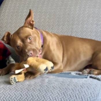 Pit Bull Terrier Dogs Available for Adoption - PENNY | PetCurious